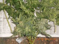 DSCN4819.JPG