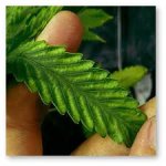 Без названия (3).jpg