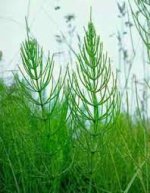 Без названия.jpg