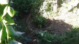 20180515_161550.jpg