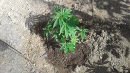 20180516_160824.jpg