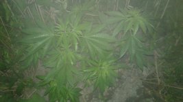20180522_010950.jpg
