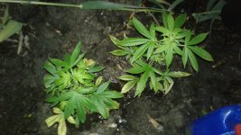 20180522_011719.jpg