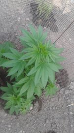20180523_192656.jpg