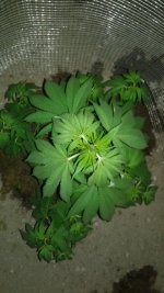 20180525_230130.jpg