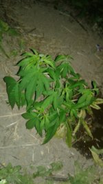20180529_224210.jpg