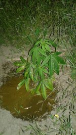 20180529_224217.jpg