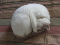 IMG_4463.JPG