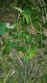 20180530_015312.jpg