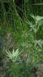 20180601_025429.jpg