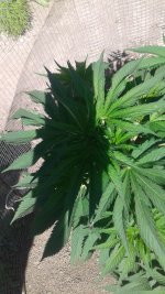 20180605_151846.jpg