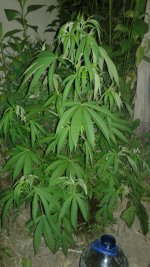 20180605_223104.jpg