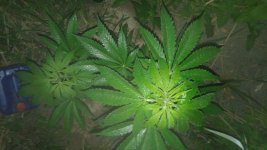 20180606_020628.jpg