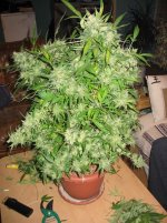 recolte-cannabis1.jpg