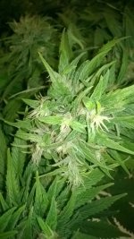 WP_20180610_005.jpg WP_20180610_005.jpg
