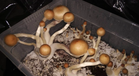 Снимок экрана 2018-06-13 в 7.56.35.png