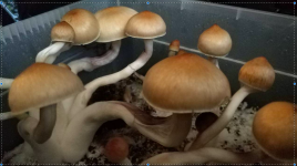 Снимок экрана 2018-06-13 в 7.56.55.png