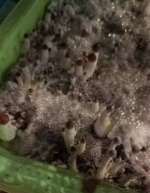 Снимок экрана 2018-06-14 в 8.12.15.png