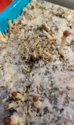 Снимок экрана 2018-06-14 в 8.18.08.png