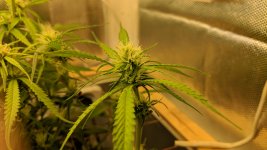 Kali Mist_60_III.jpg