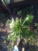 IMG_20180614_174717.jpg