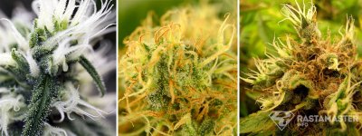 pistils.jpg pistils.jpg