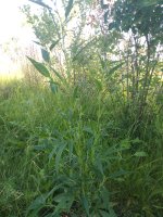 IMG_20180618_171832.jpg