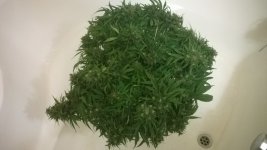 WP_20180619_001.jpg WP_20180619_001.jpg
