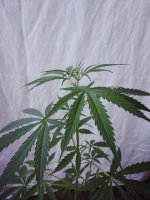 viber ima7578578ge.jpg