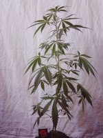 viber im545645648age.jpg