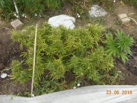 23.06.18 005.jpg 23.06.18 005.jpg