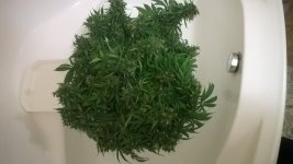 WP_20180623_001.jpg