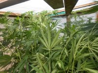 DSCN5088.JPG