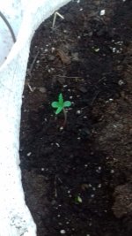 Green Love Potion 1.jpg