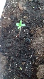 Green Love Potion 2.jpg