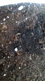 3 - Mochalore Express.jpg