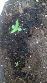 6 - Green Love Potion.jpg