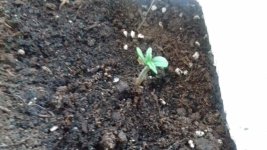 11 - Happy Berry.jpg