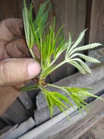 IMG_20180626_122006.jpg