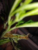 IMG_20180626_122148.jpg