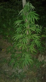 20180625_223120.jpg