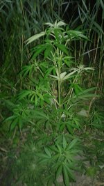 20180619_013803.jpg