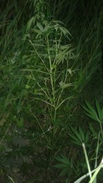 20180626_031241.jpg