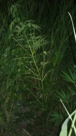20180626_031230.jpg