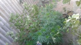 20180626_064757.jpg
