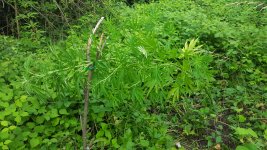 20180626_195134.jpg