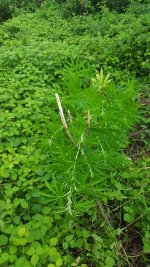 20180626_195146.jpg