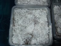 DSCF2520.JPG