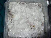 DSCF2542.JPG