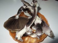 DSCF2580.JPG